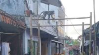 Monyet masuk pemukiman